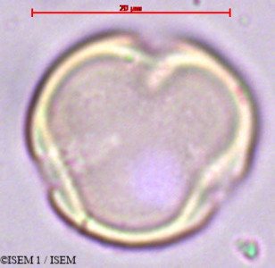 Holboellia coriacea - lame n° 29363